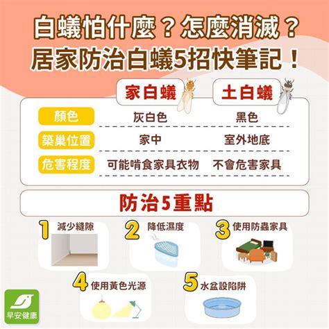 如何判斷白蟻|白蟻怕什麼？預防白蟻必看7大絕招，白蟻防治攻略全。